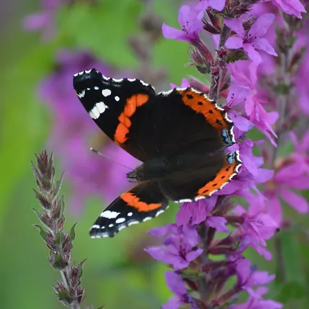 Luxury Glamping Pod - Garthside
