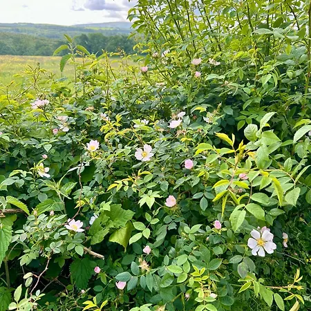 Luxury Glamping Pod - Garthside